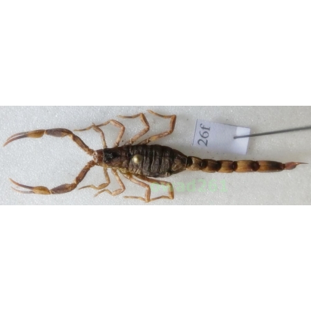Mesobuthus martensii (Karsch, 1879) +50mm Indonesia, Java Is26f